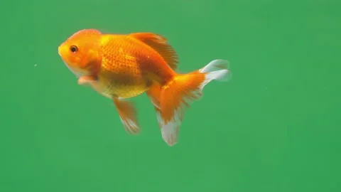 Gold Fish On Green Screen Background 스톡 동영상 187887702
