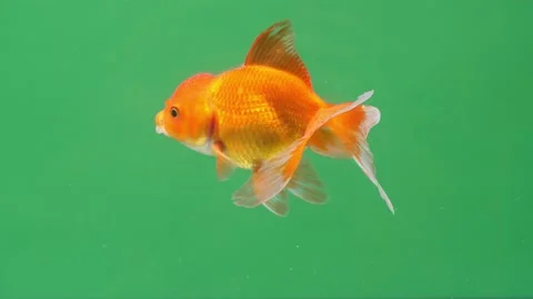 Gold Fish On Green Screen Background Stock Footage 187892648