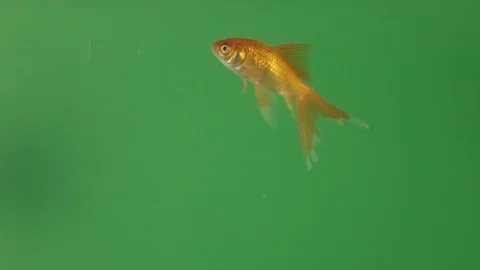 Gold Fish on Green Screen, Slow Motion 4k Stock Footage 102936038