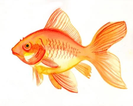 Gold fish Stock Illustration