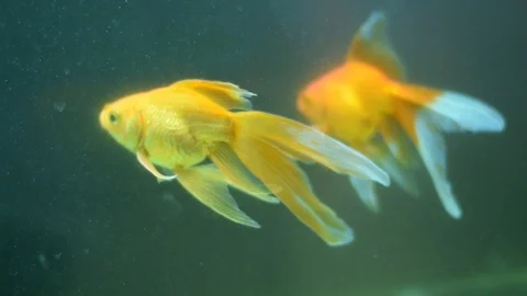 Gold Fish inside a blue water decorative aquarium Video stock 106788904