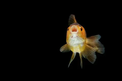 Gold fish isolate on background Stock Photos
