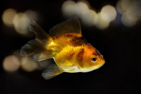 Gold fish isolate on lighting blur background Stock Photos