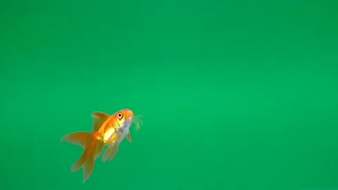 Gold fish isolated Video stock 84530473