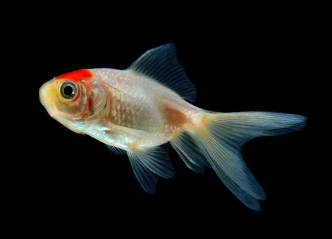 Gold fish Isolation on the back background Stock Photos