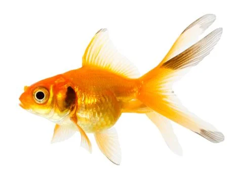 Gold fish. isolation on the white Stock Photos