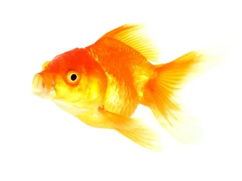 Gold fish. isolation on the white Stock Photos