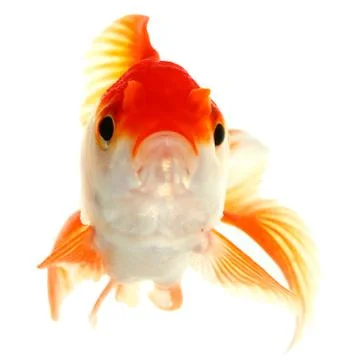 Gold fish. isolation on the white Stock Photos