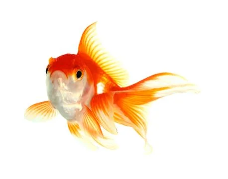 Gold fish. isolation on the white Stock Photos