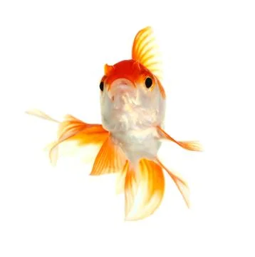 Gold fish. isolation on the white Stock Photos