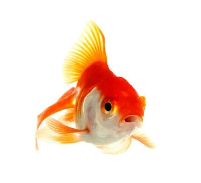 Gold fish. isolation on the white Stock Photos