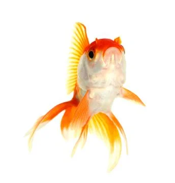 Gold fish. isolation on the white Stock Photos