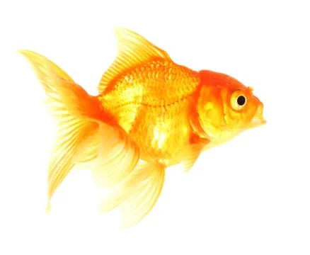 Gold fish. isolation on the white Stock Photos