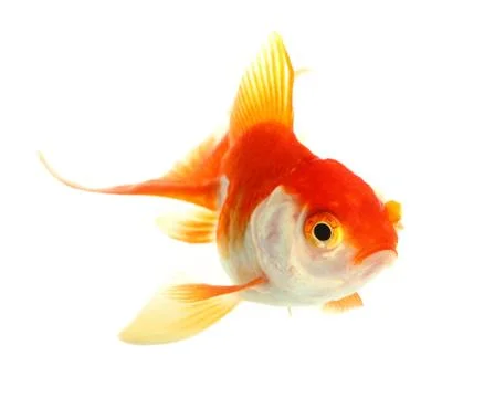 Gold fish. isolation on the white Stock Photos