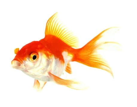 Gold fish. isolation on the white Stock Photos