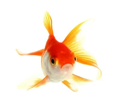 Gold fish. isolation on the white Stock Photos