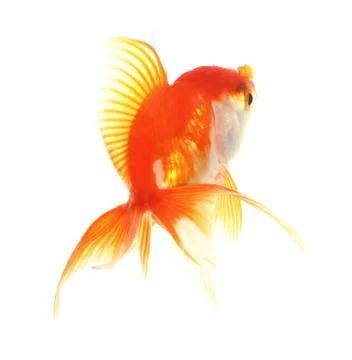 Gold fish. isolation on the white Stock Photos