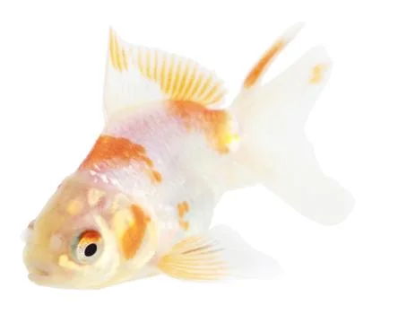 Gold fish. isolation on the white Stock Photos