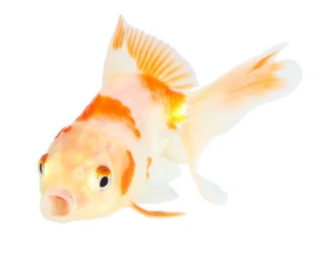 Gold fish. isolation on the white Stock Photos