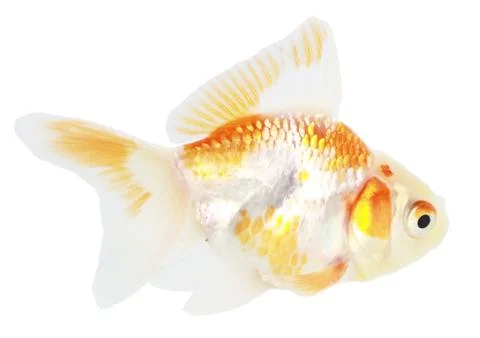 Gold fish. isolation on the white Stock Photos