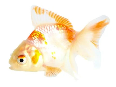 Gold fish. isolation on the white Stock Photos