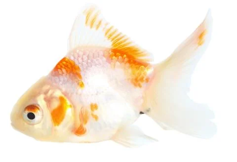 Gold fish. isolation on the white Stock Photos
