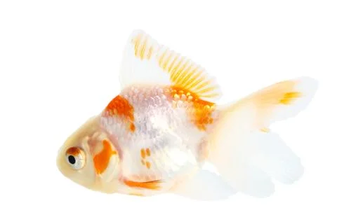 Gold fish. isolation on the white Stock Photos