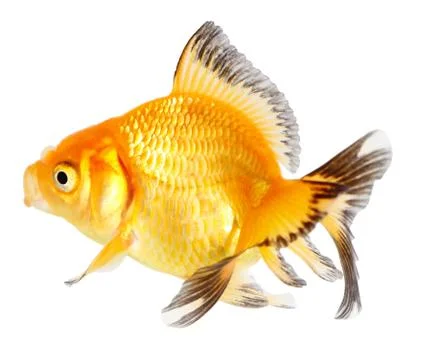 Gold fish. isolation on the white Stock Photos