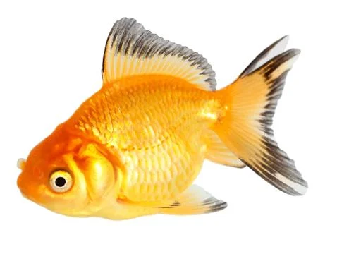 Gold fish. isolation on the white Stock Photos