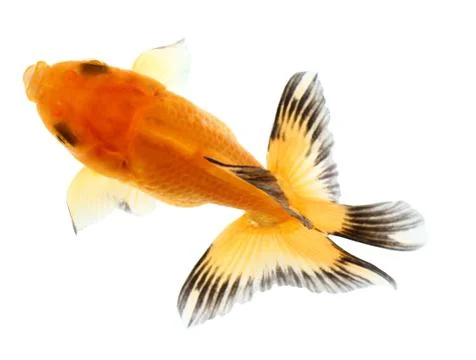Gold fish. isolation  on the white Stock Photos