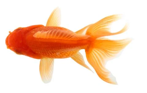 Gold fish. isolation  on the white Stock Photos