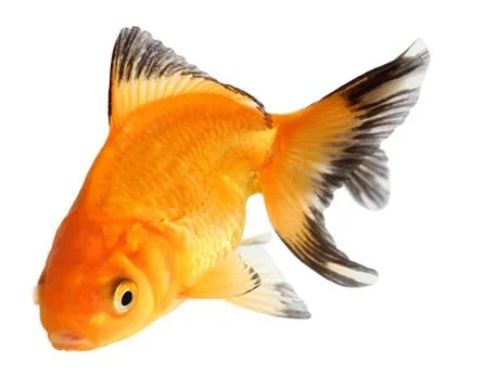 Gold fish. isolation  on the white Stock Photos