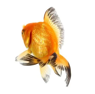 Gold fish. isolation  on the white Stock Photos