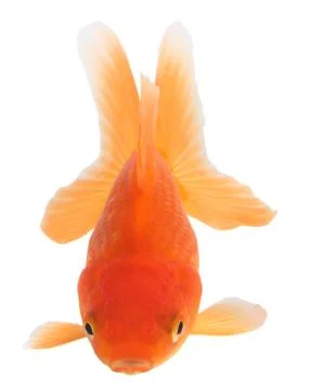 Gold fish. isolation  on the white Stock Photos