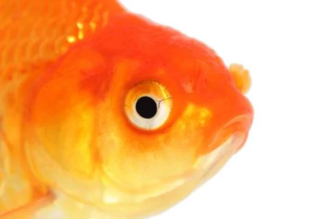 Gold fish. isolation  on the white Stock Photos