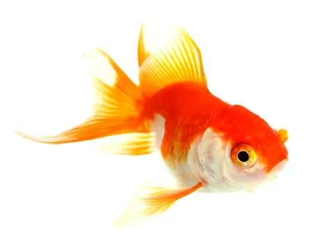 Gold fish. isolation on the white Stock Photos