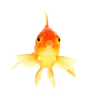 Gold fish. isolation on the white Stock Photos