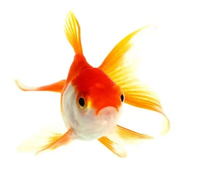 Gold fish. isolation on the white Stock Photos