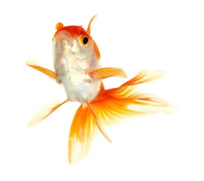 Gold fish. isolation on the white Stock Photos