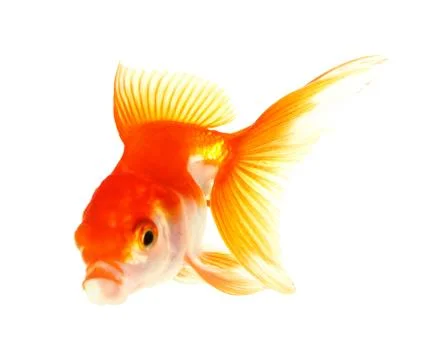 Gold fish. isolation on the white Stock Photos