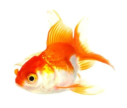 Gold fish. isolation on the white Stock Photos