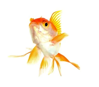 Gold fish. isolation on the white Stock Photos