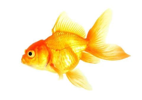 Gold fish. isolation on the white Stock Photos