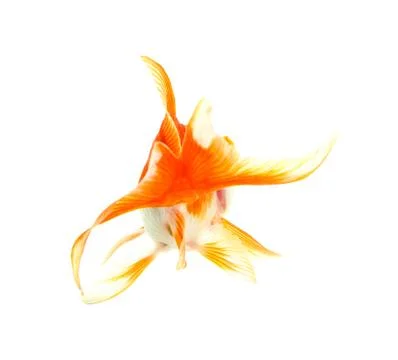 Gold fish. isolation on the white Stock Photos