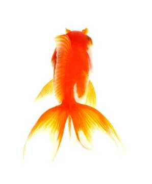 Gold fish. isolation on the white Stock Photos