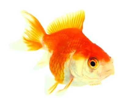Gold fish. isolation on the white Stock Photos