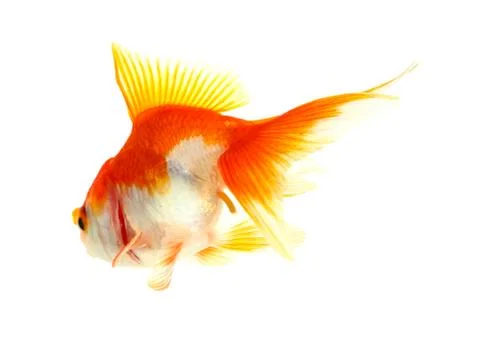 Gold fish. isolation on the white Stock Photos