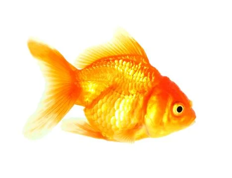 Gold fish. isolation on the white Stock Photos