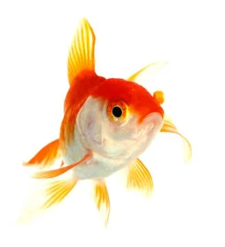 Gold fish. isolation on the white Stock Photos