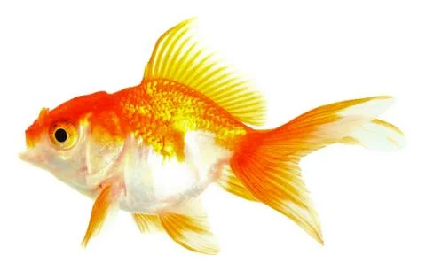 Gold fish. isolation on the white Stock Photos